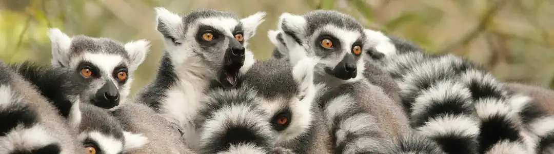 Compra tus entradas al Bioparc de Fuengirola