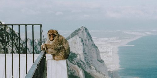 Barbary Ape in Gibraltar