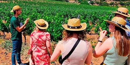 Grupo de personas disfrutando de la visita a un viñedo en Álora, Málaga.