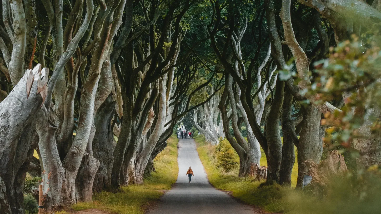 Los setos oscuros (de Juego de Tronos) en Irlanda del Norte. Un camino rústico entre hayas entrelazadas.