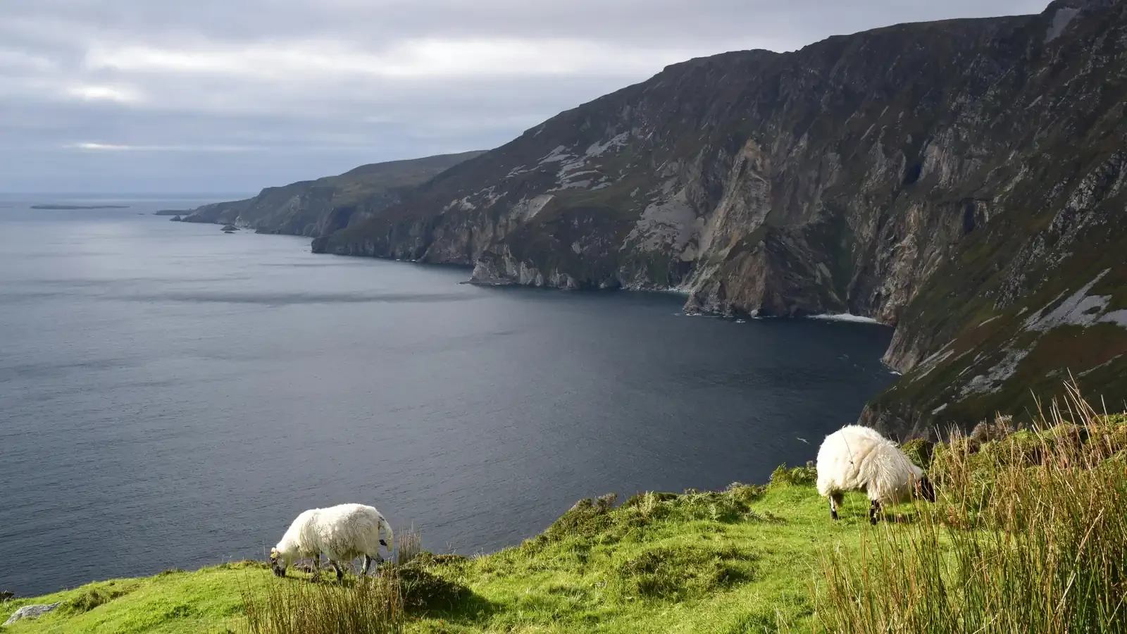 Ovejas pastando sobre los acantilados de Slieve League en el Wild Atlantic Way