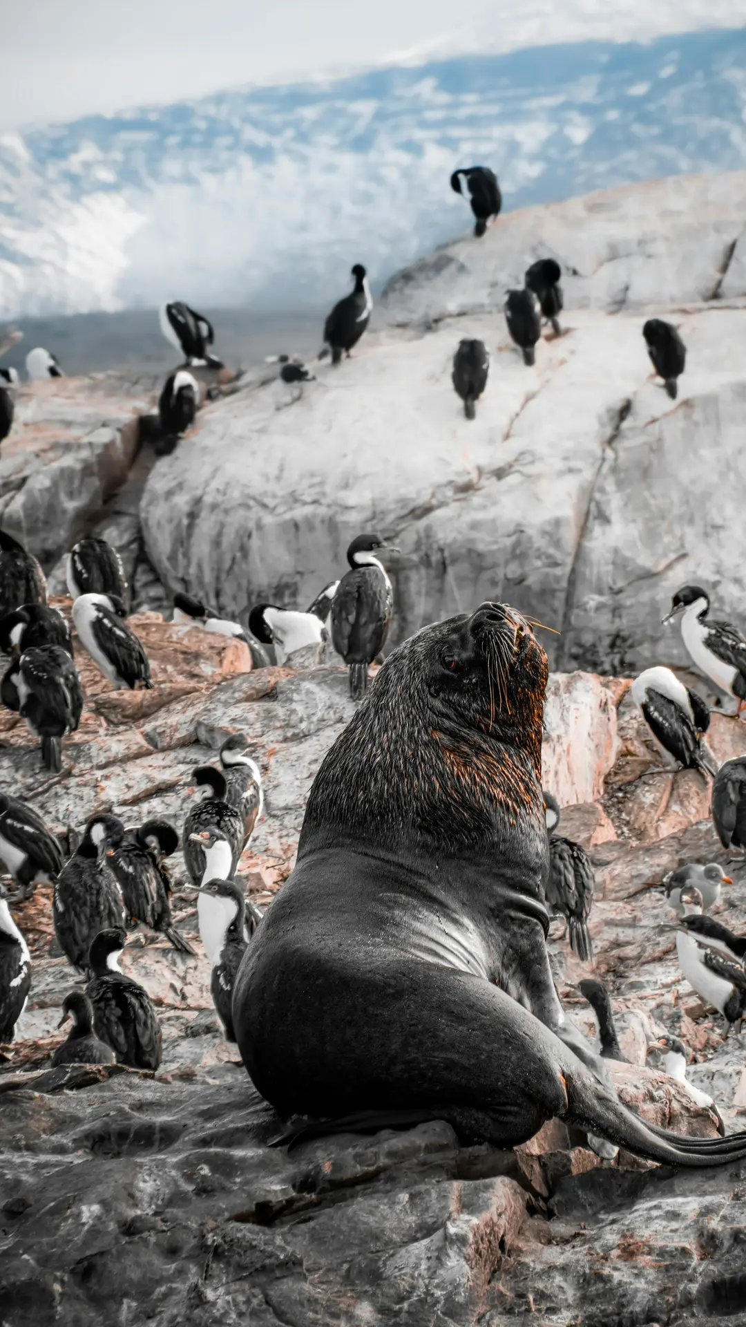 Lobo marino en las costas rocosas del Canal Beagle rodeado de cormoranes, en Tierra del Fuego — naturaleza salvaje en el extremo sur de Argentina