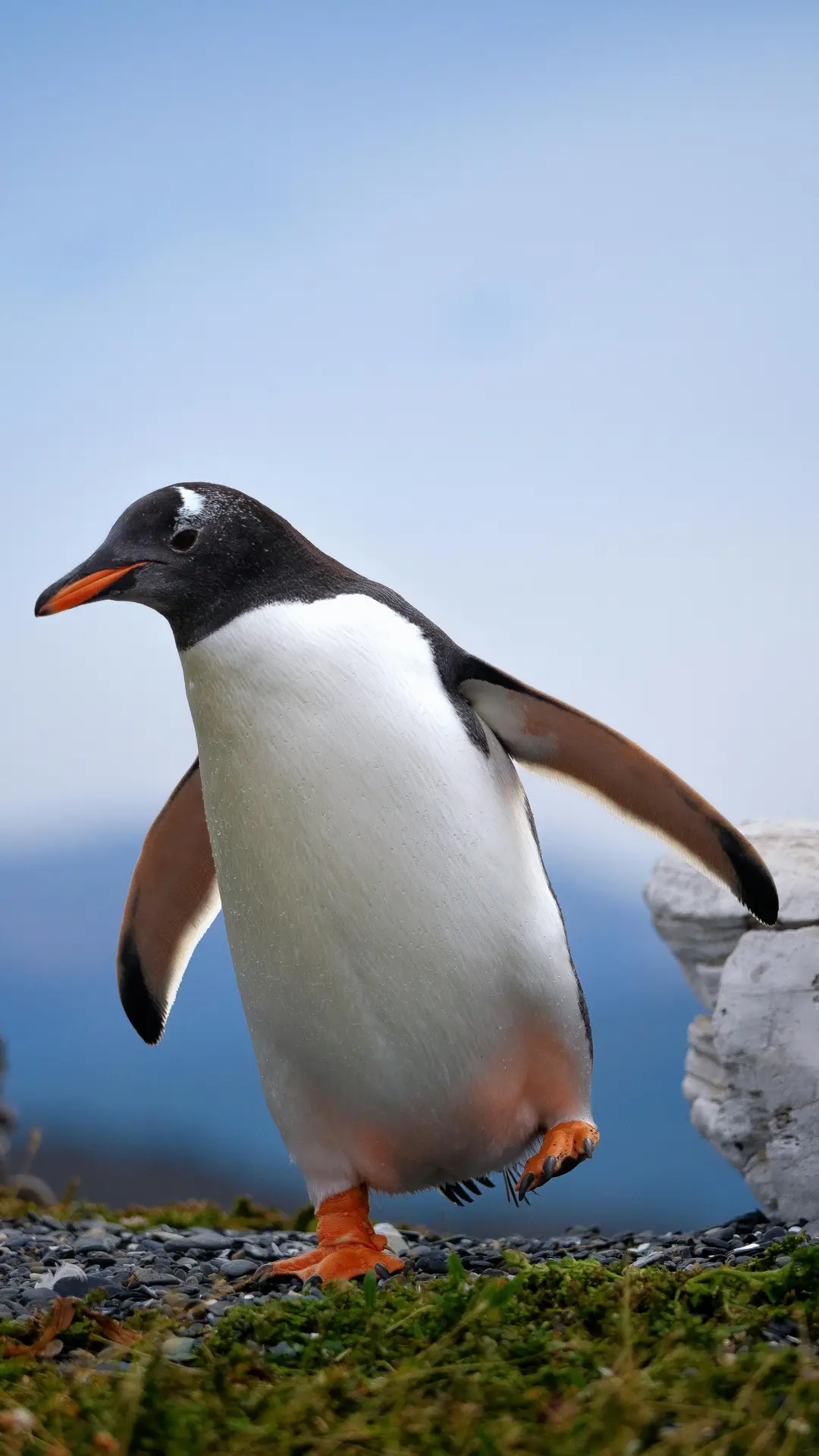 Explora la magia natural de la Patagonia con Travelplan: un pingüino en su hábitat te espera